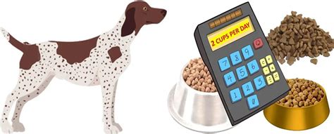 German Shorthaired Pointer Food Calculator, Feeding Guide,。